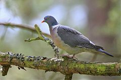 Common Wood-Pigeon